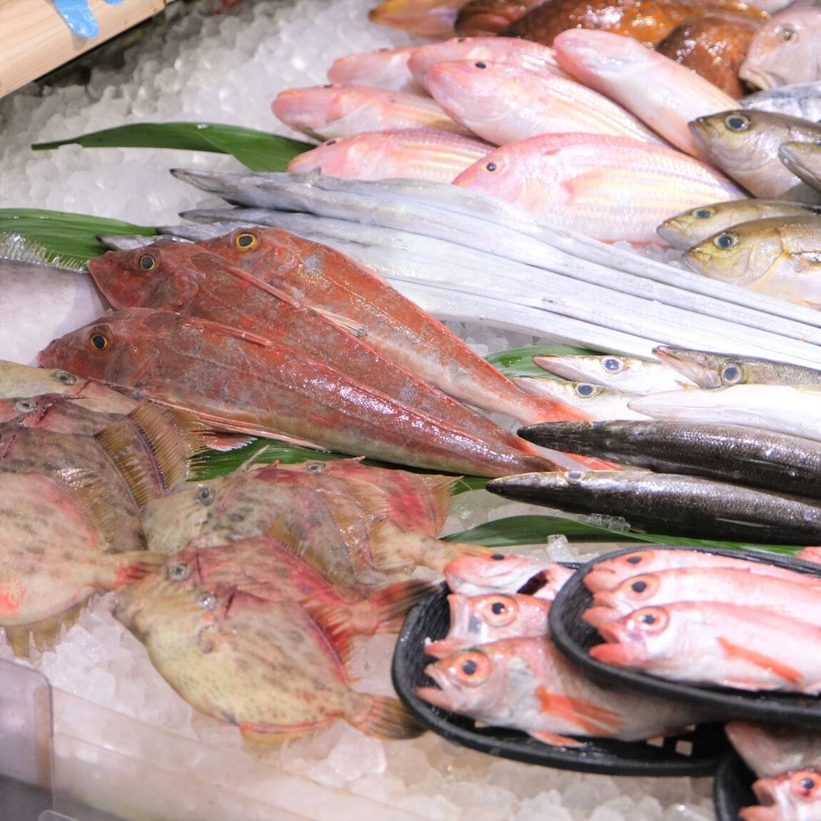 【堺北花田】今日のおすすめは『殻付き生牡蠣 宮島』｜鮮魚売場から