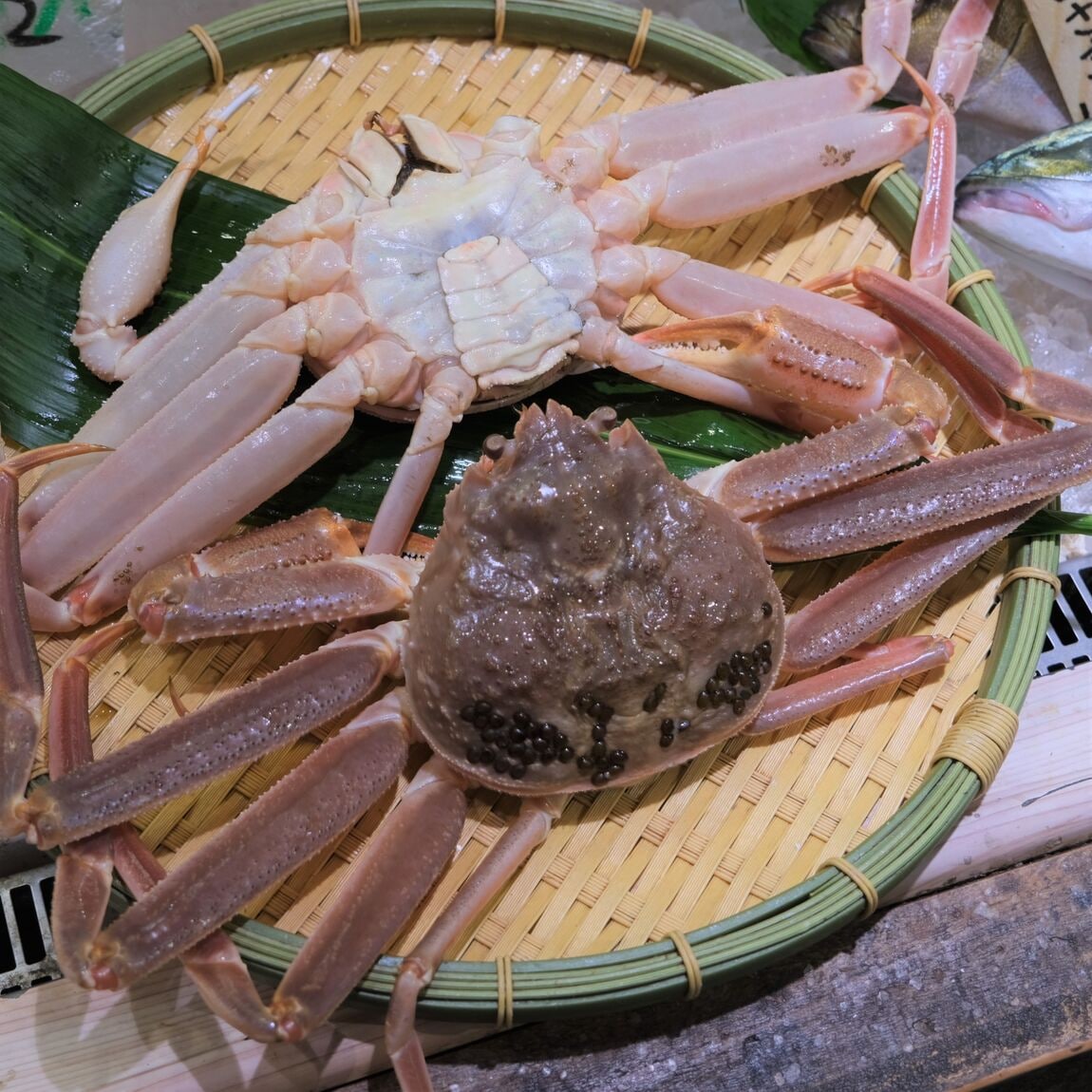【堺北花田】今日のおすすめは『松葉がに』『勢子がに』｜鮮魚売場から