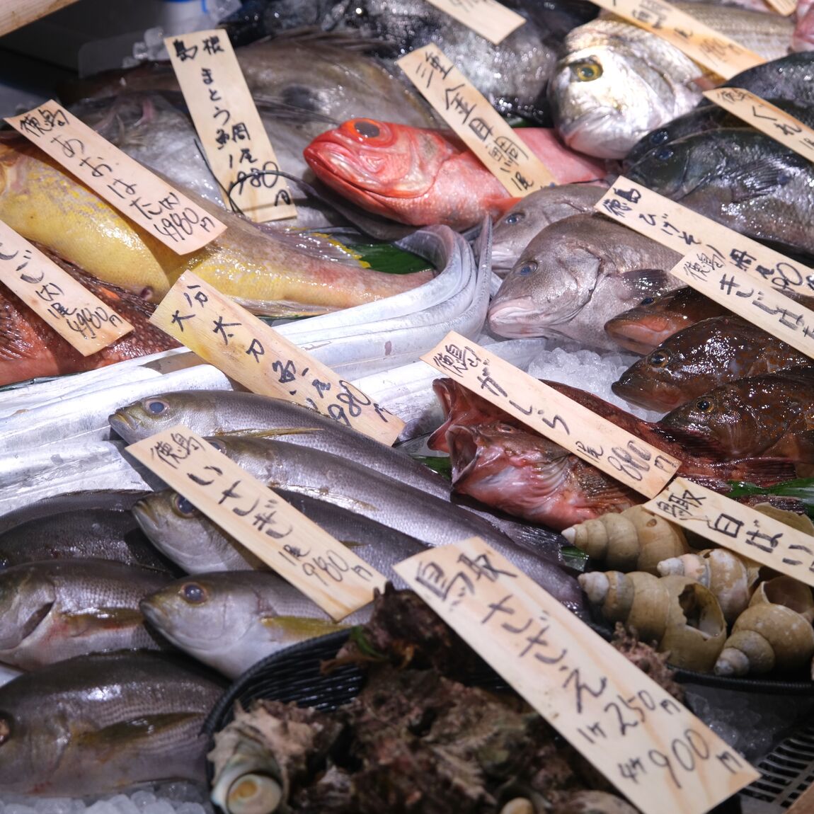 【堺北花田】今日のおすすめは『真あじ』｜鮮魚売場から