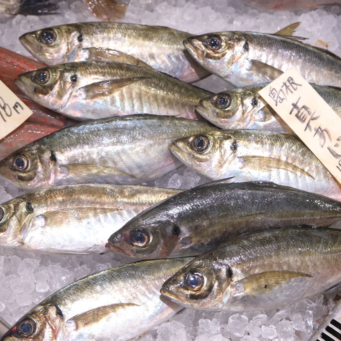 【堺北花田】今日のおすすめは『真あじ』｜鮮魚売場から