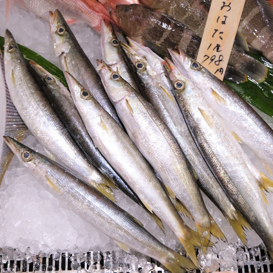 【堺北花田】今日のおすすめは『かます』｜鮮魚売場から