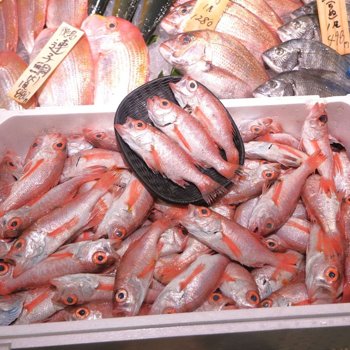 【堺北花田】大阪・泉州のお魚入荷しています｜鮮魚売場から