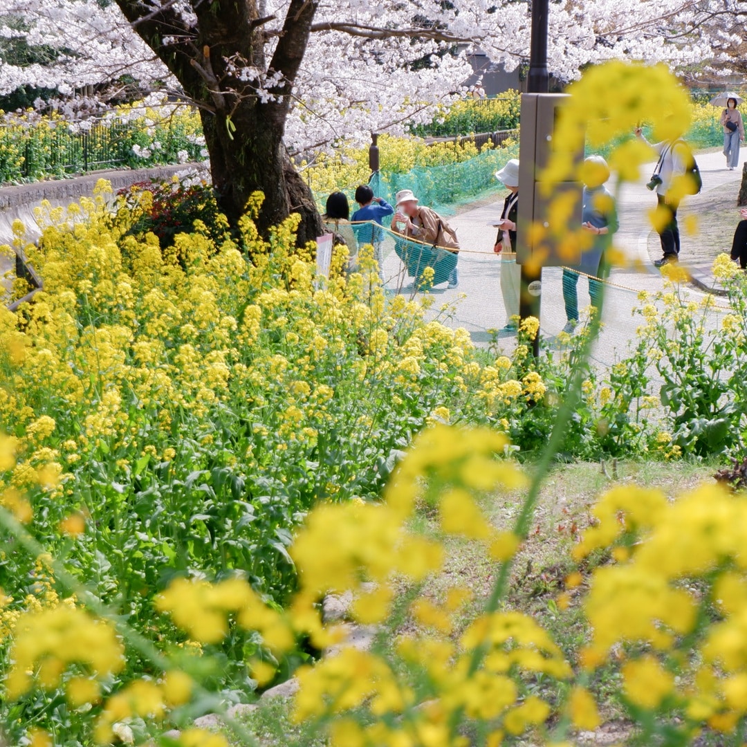 【京都山科】山科疏水の桜も見ごろを迎えています｜地域情報
