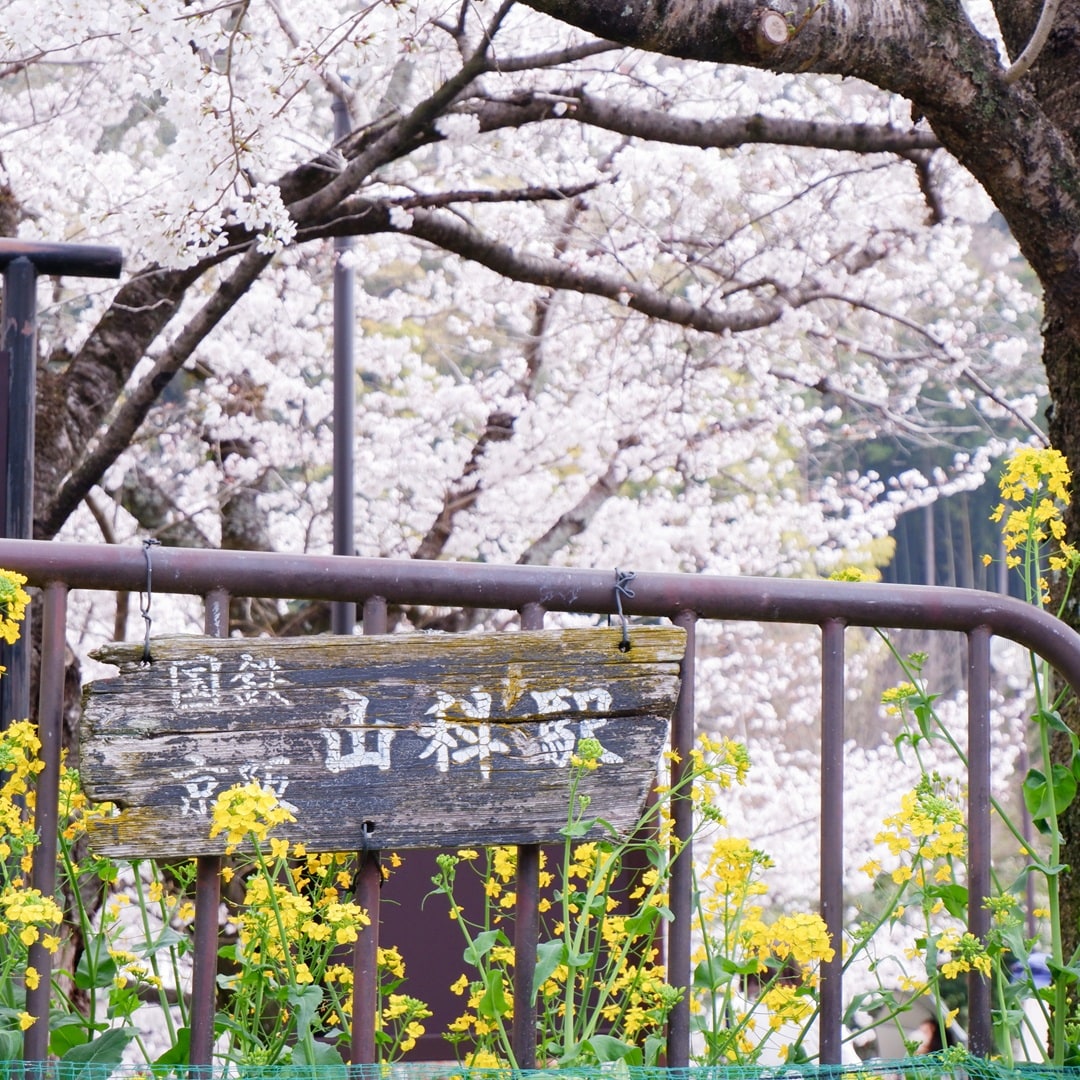 【京都山科】山科疏水の桜も見ごろを迎えています｜地域情報