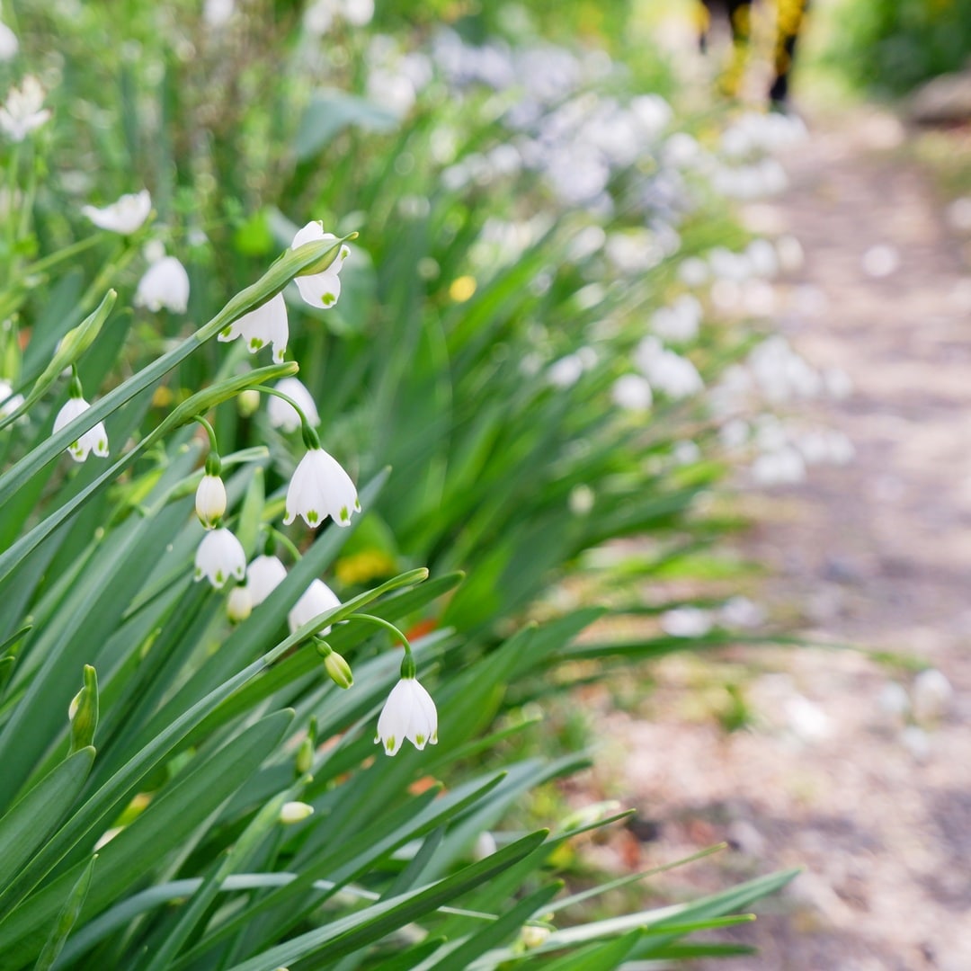 【京都山科】山科疏水の桜も見ごろを迎えています｜地域情報