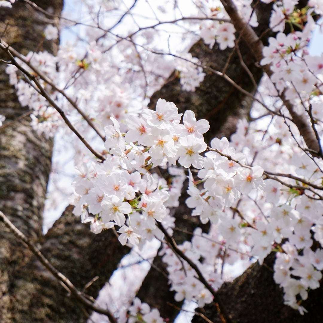 【京都山科】山科疏水の桜も見ごろを迎えています｜地域情報