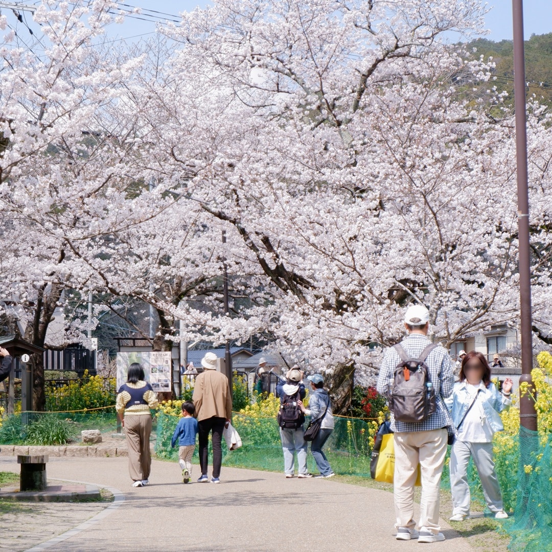【京都山科】山科疏水の桜も見ごろを迎えています｜地域情報