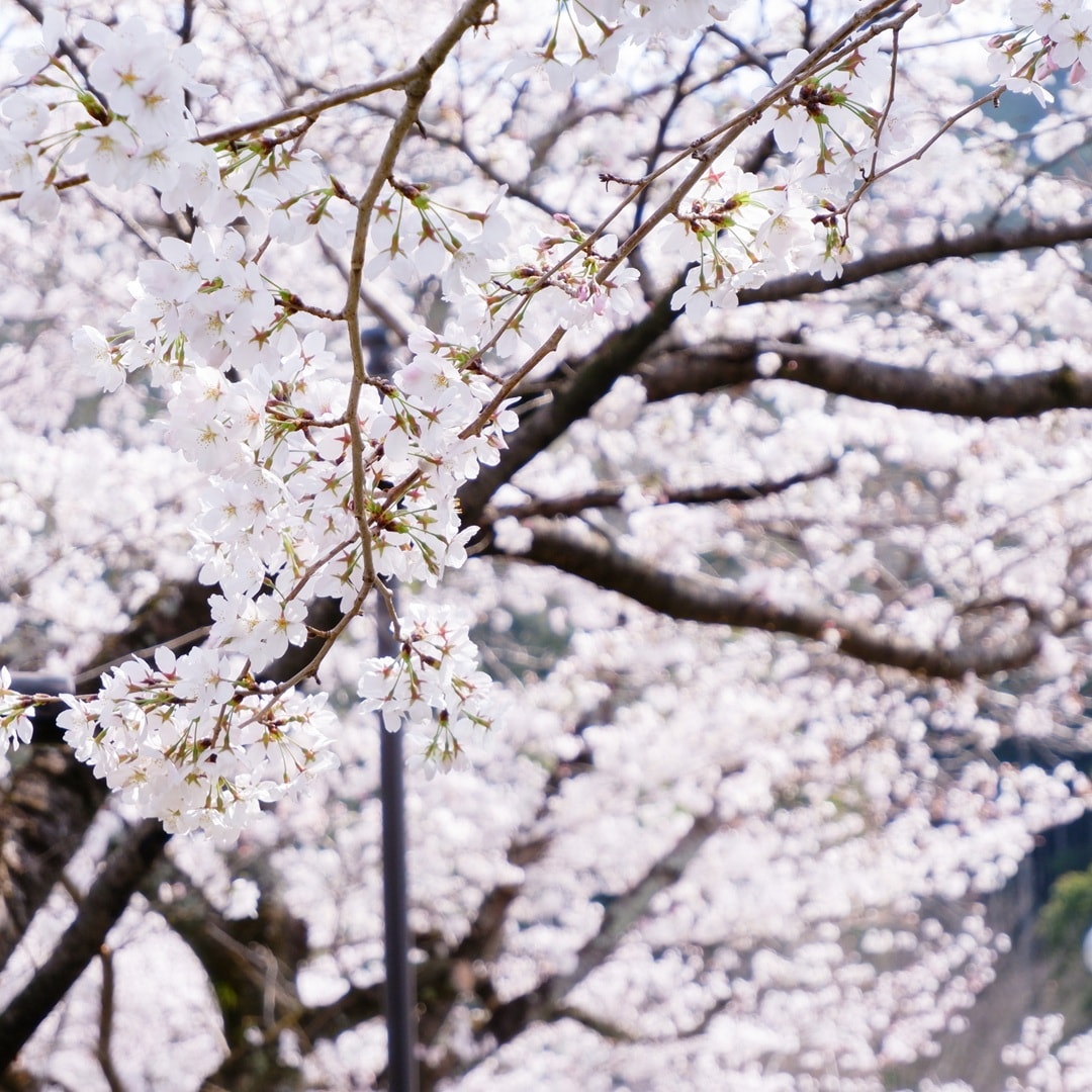 【京都山科】山科疏水の桜も見ごろを迎えています｜地域情報