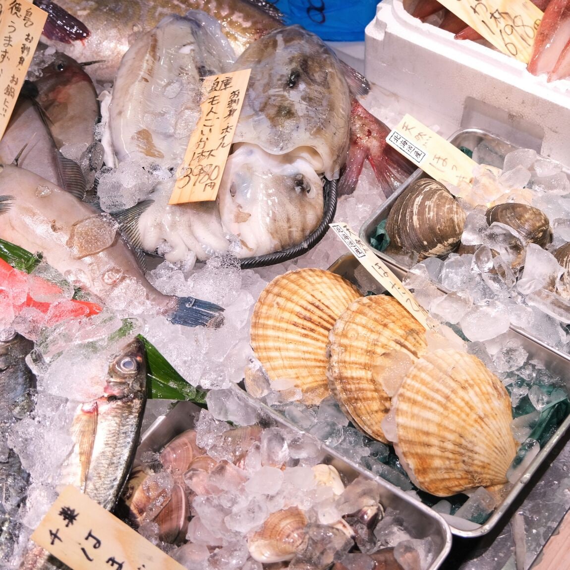 【堺北花田】今日のおすすめは『つばす』｜鮮魚売場から