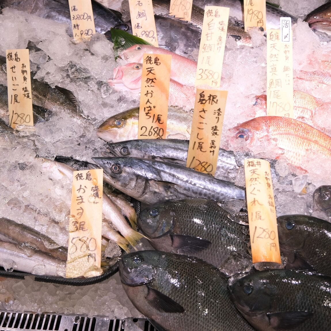 【堺北花田】今日のおすすめは『つばす』｜鮮魚売場から