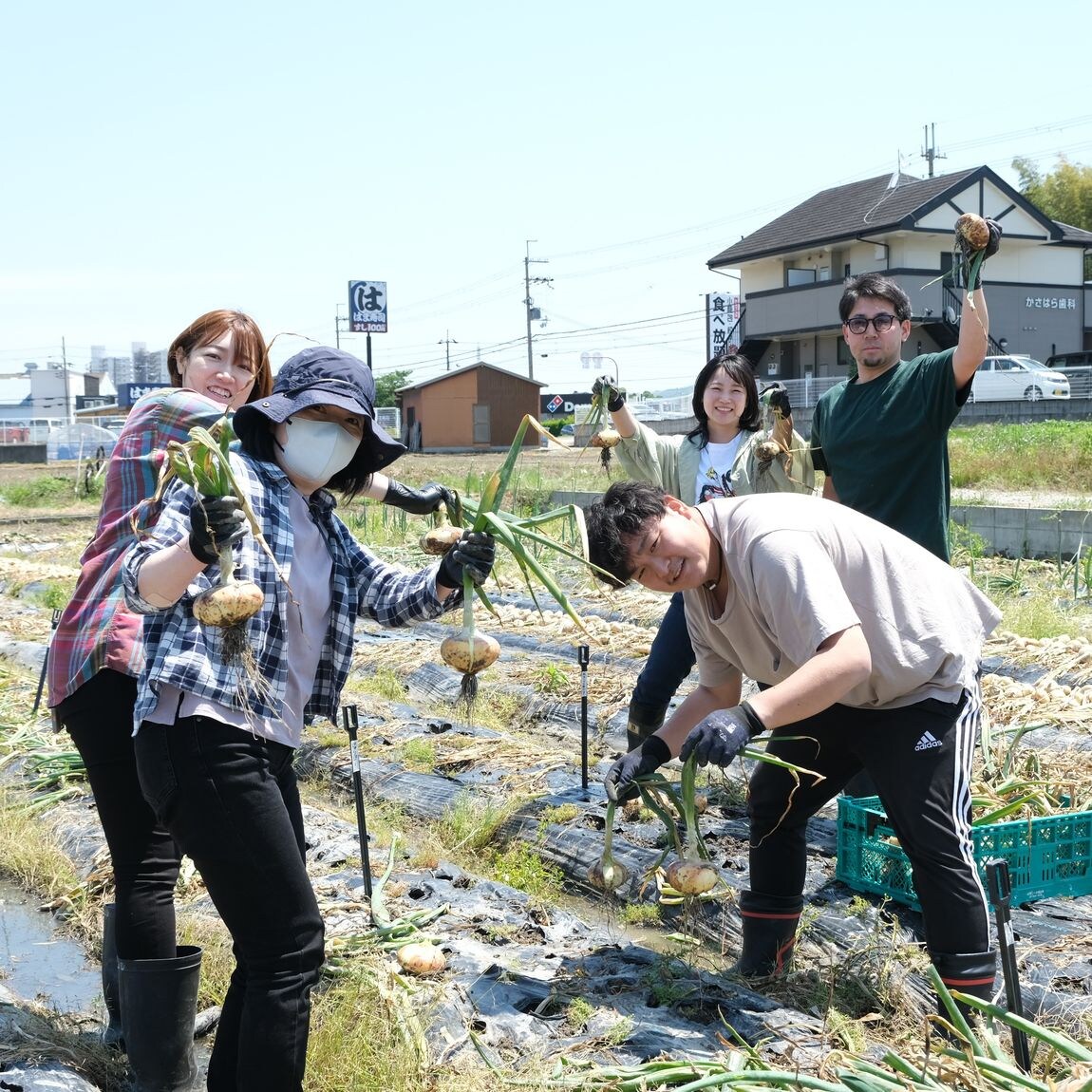 【堺北花田】泉州黄玉ねぎを収穫しました