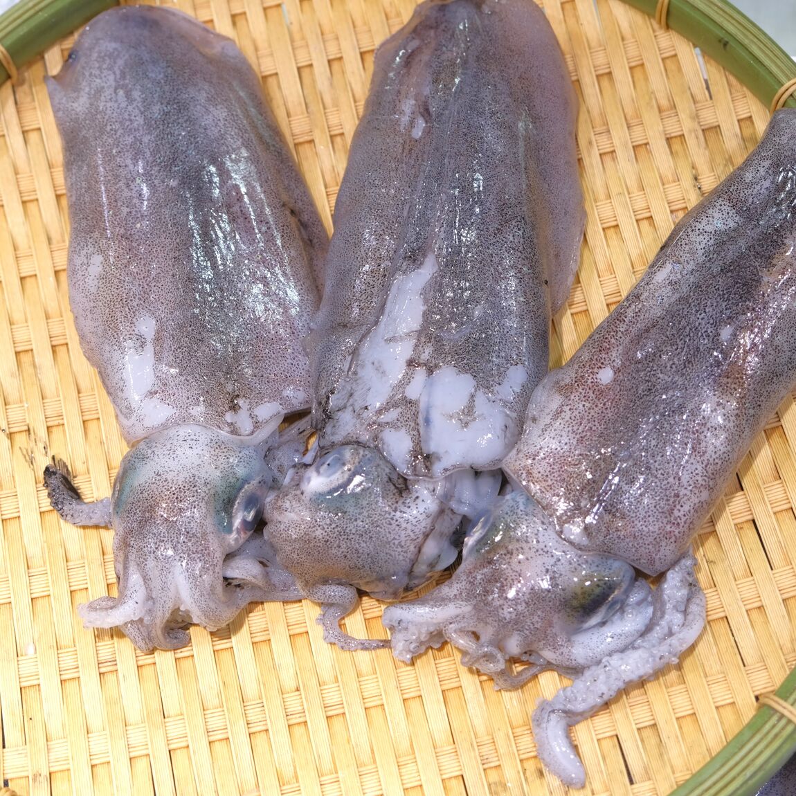 【堺北花田】今日のおすすめは『あおりいか』｜鮮魚売場から_8syfmI