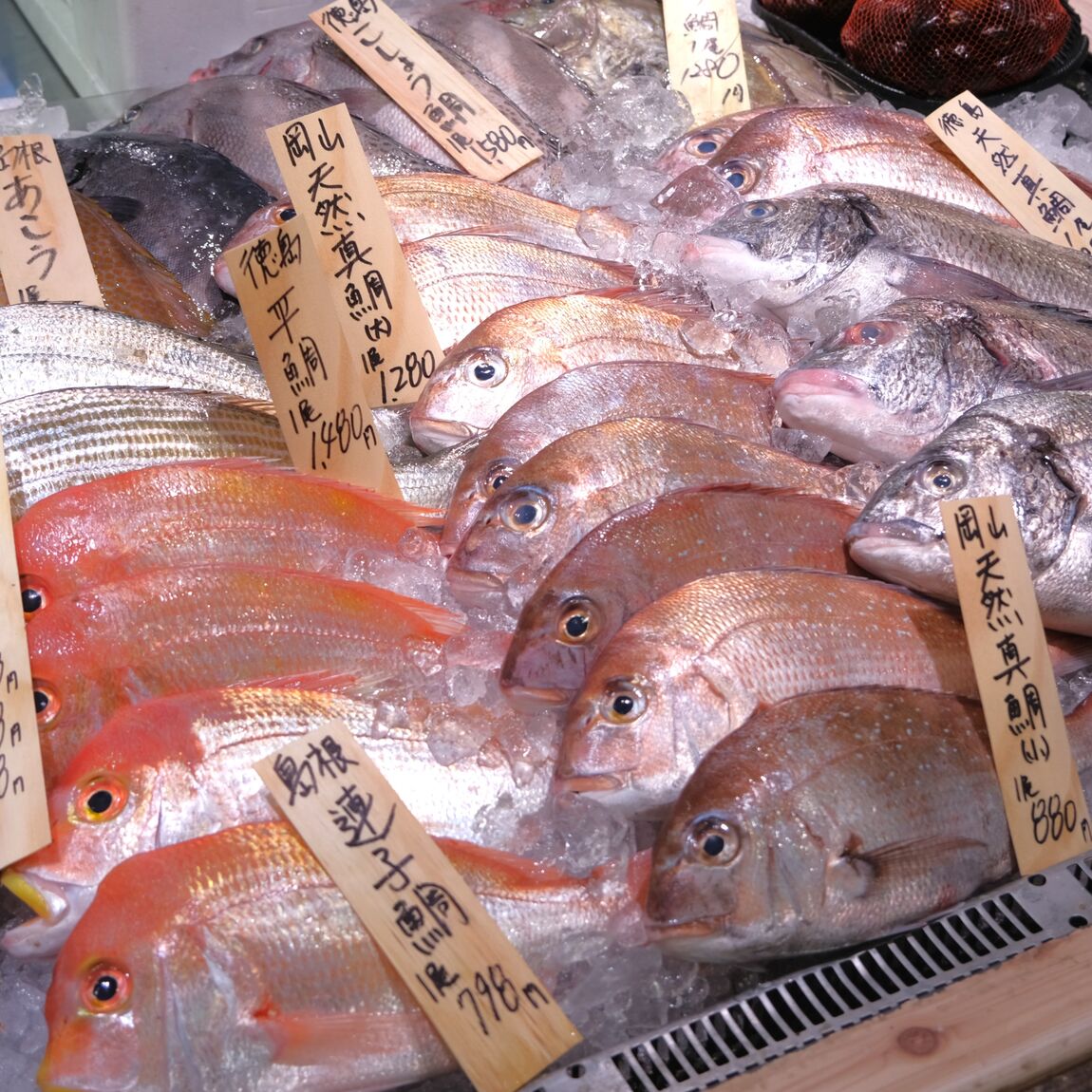 【堺北花田】今日のおすすめは『あおりいか』｜鮮魚売場から_WA0m6Y