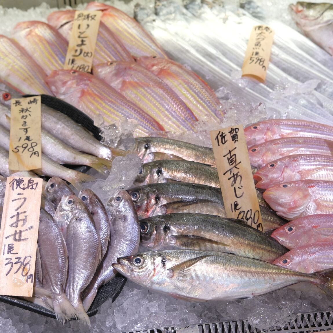 【堺北花田】今日のおすすめは『あおりいか』｜鮮魚売場から_6Xcob5