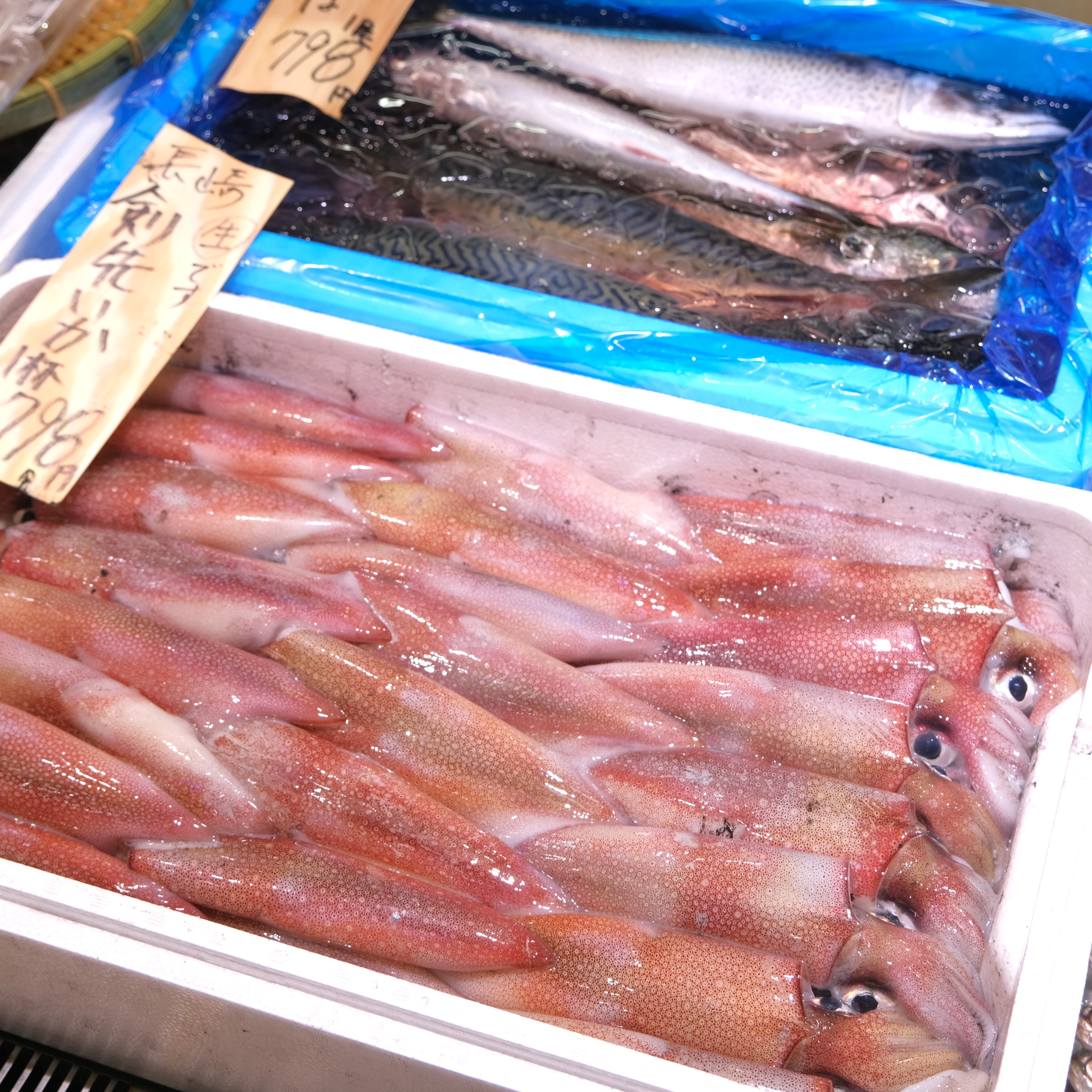【堺北花田】今日のおすすめは『あおりいか』｜鮮魚売場から_CYtV37