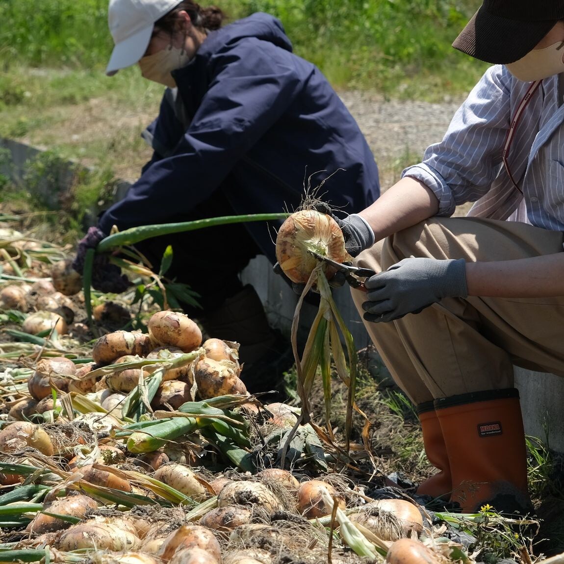 【堺北花田】泉州黄玉ねぎを収穫しました