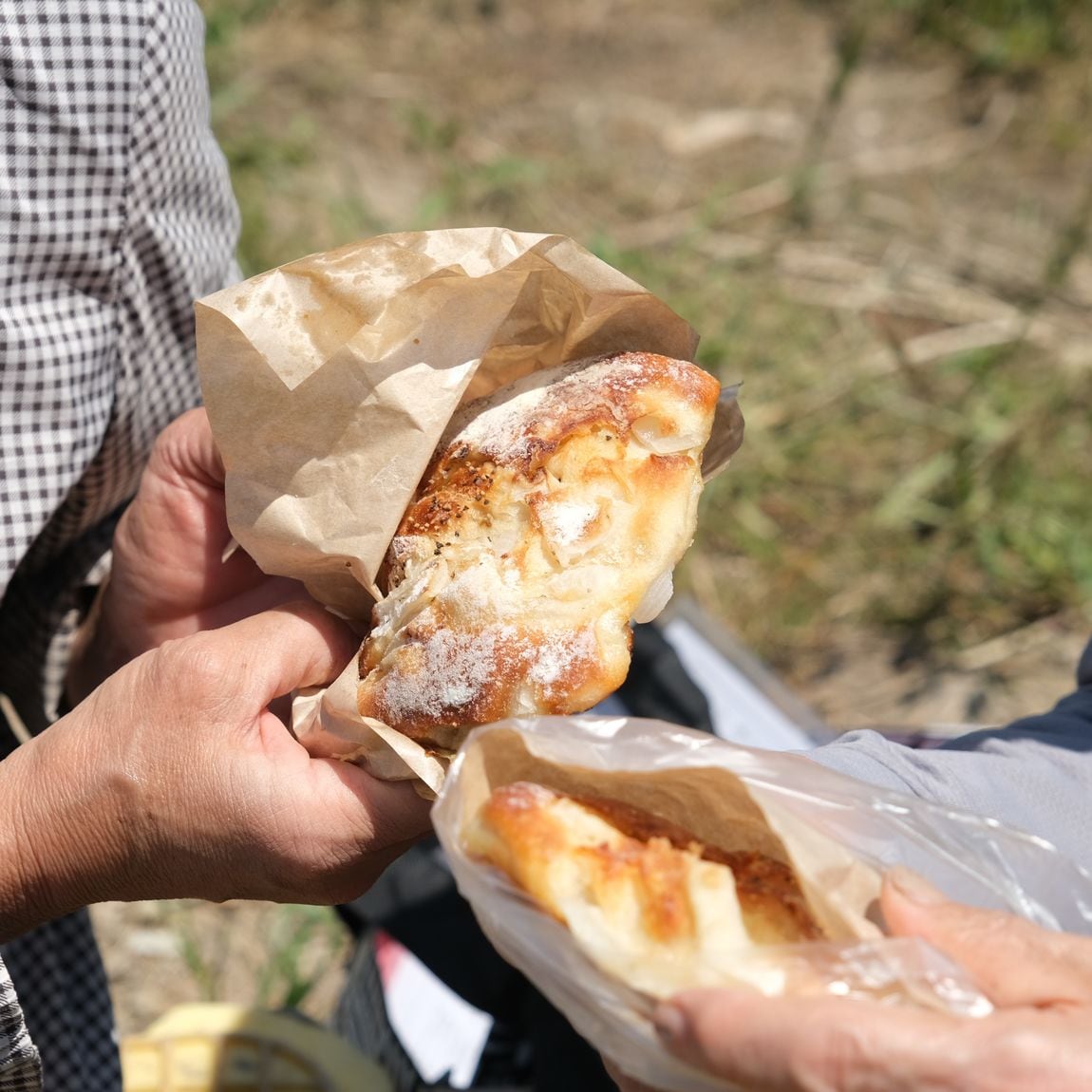 【堺北花田】泉州黄玉ねぎを収穫しました