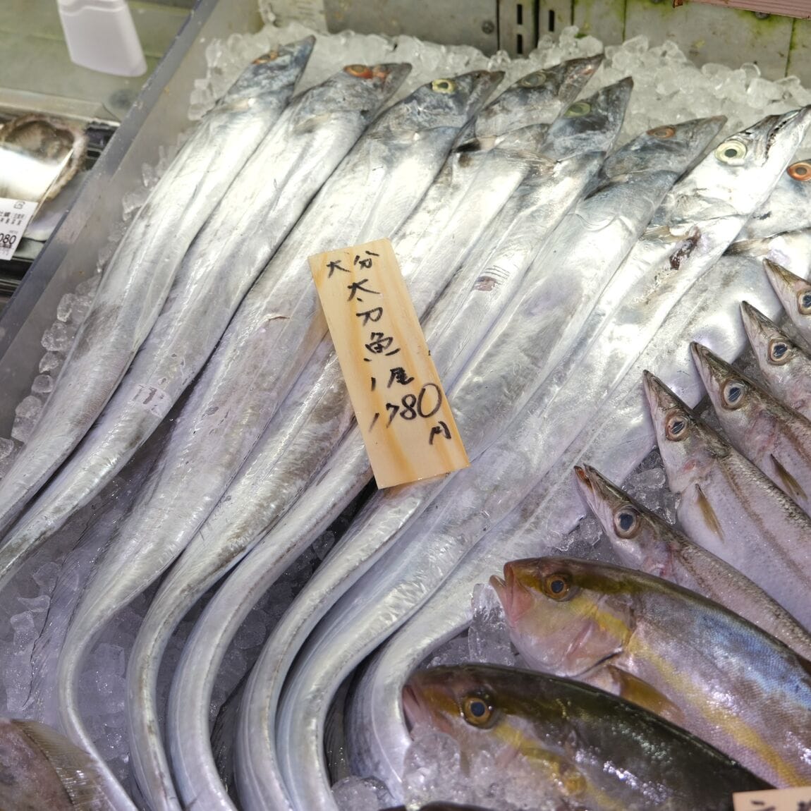 【堺北花田】今日のおすすめは『太刀魚』｜鮮魚売場から_9zzbO2