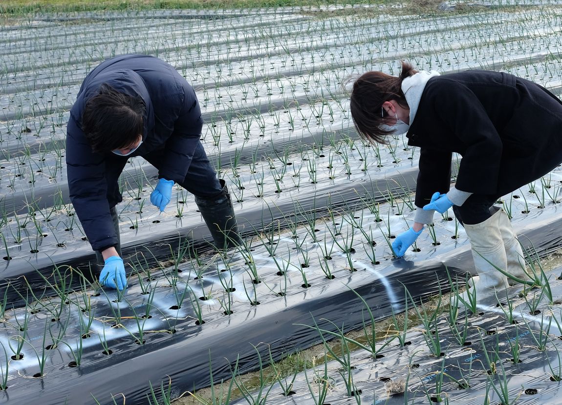 【堺北花田】泉州黄玉ねぎ、成長しています｜産地を訪ねて