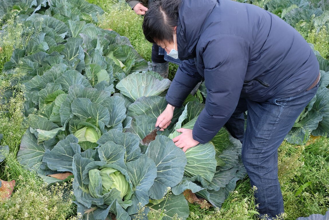 【堺北花田】泉州黄玉ねぎ、成長しています｜産地を訪ねて