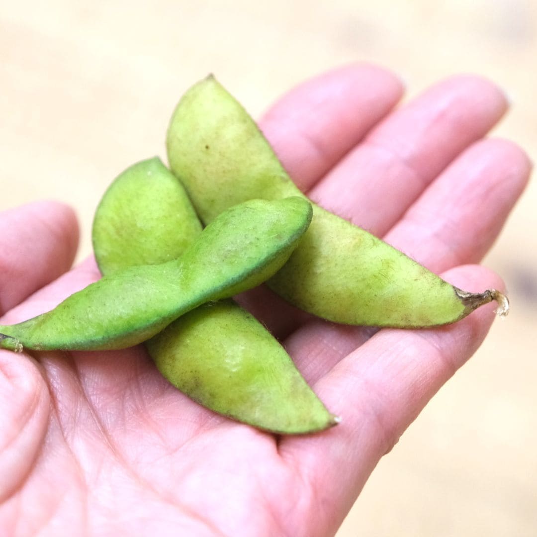 【堺北花田】ONE BEANSさんの丹波篠山黒枝豆が入荷しています｜青果売場から_Ae9hEP