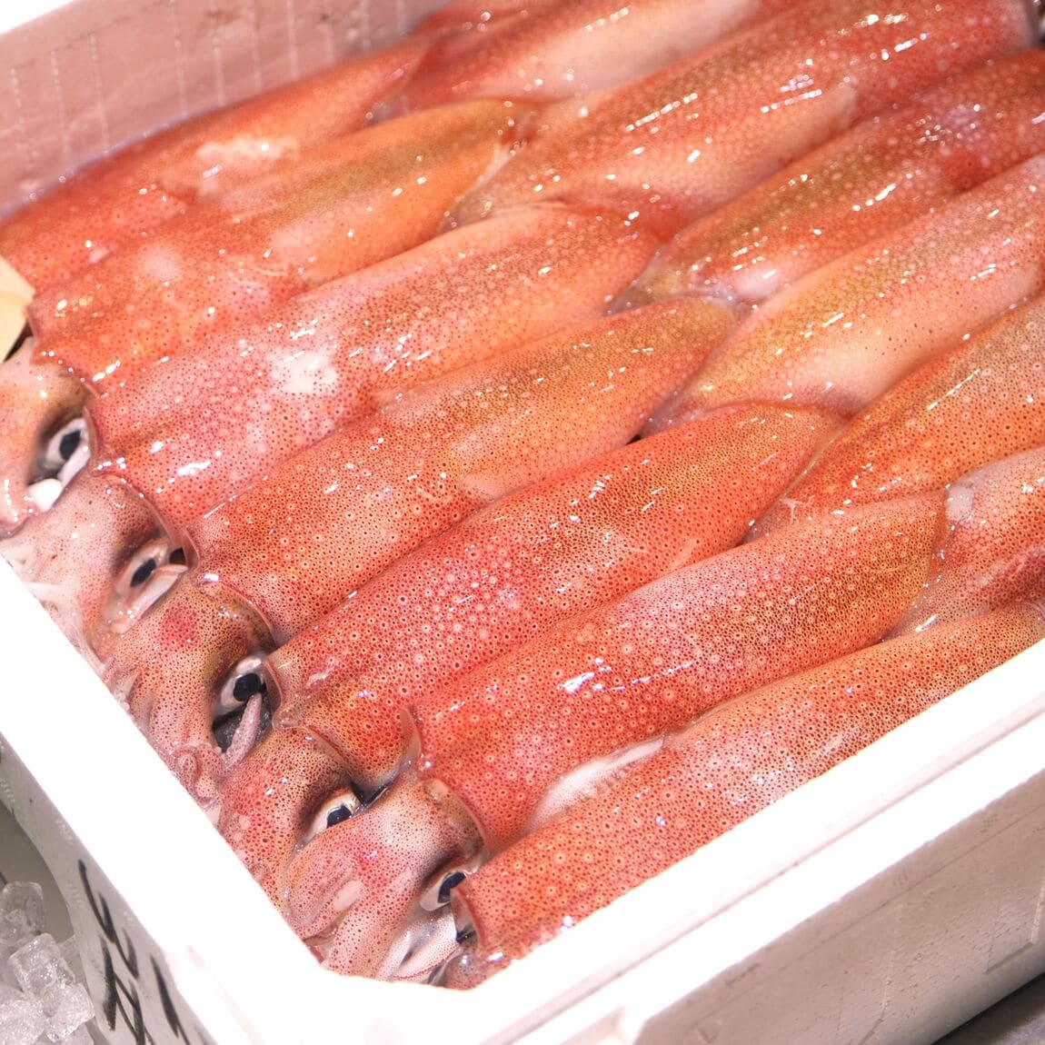 【堺北花田】今日のおすすめは『生するめいか』『剣先いか』｜鮮魚売場から