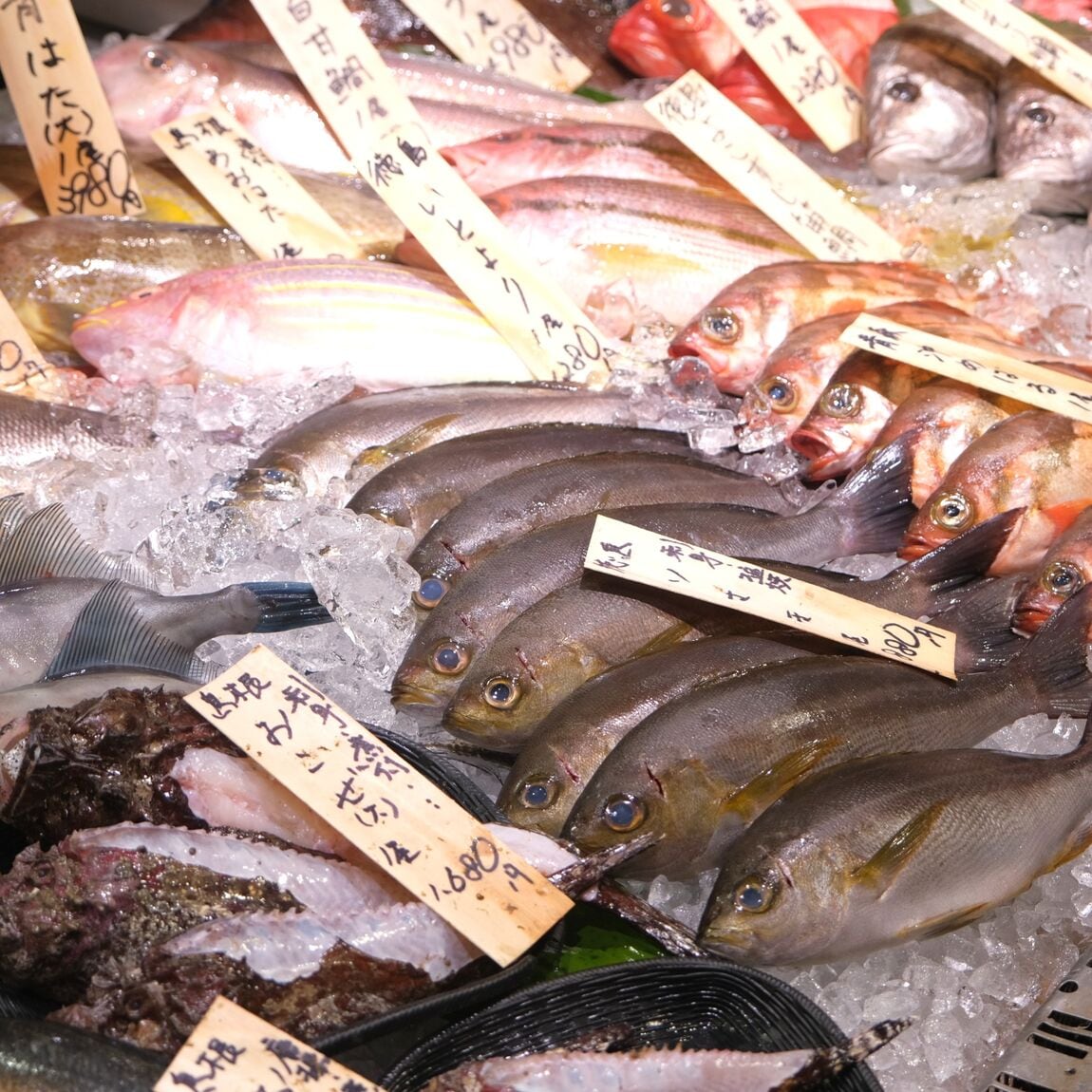 【堺北花田】今日のおすすめは『生するめいか』『剣先いか』｜鮮魚売場から