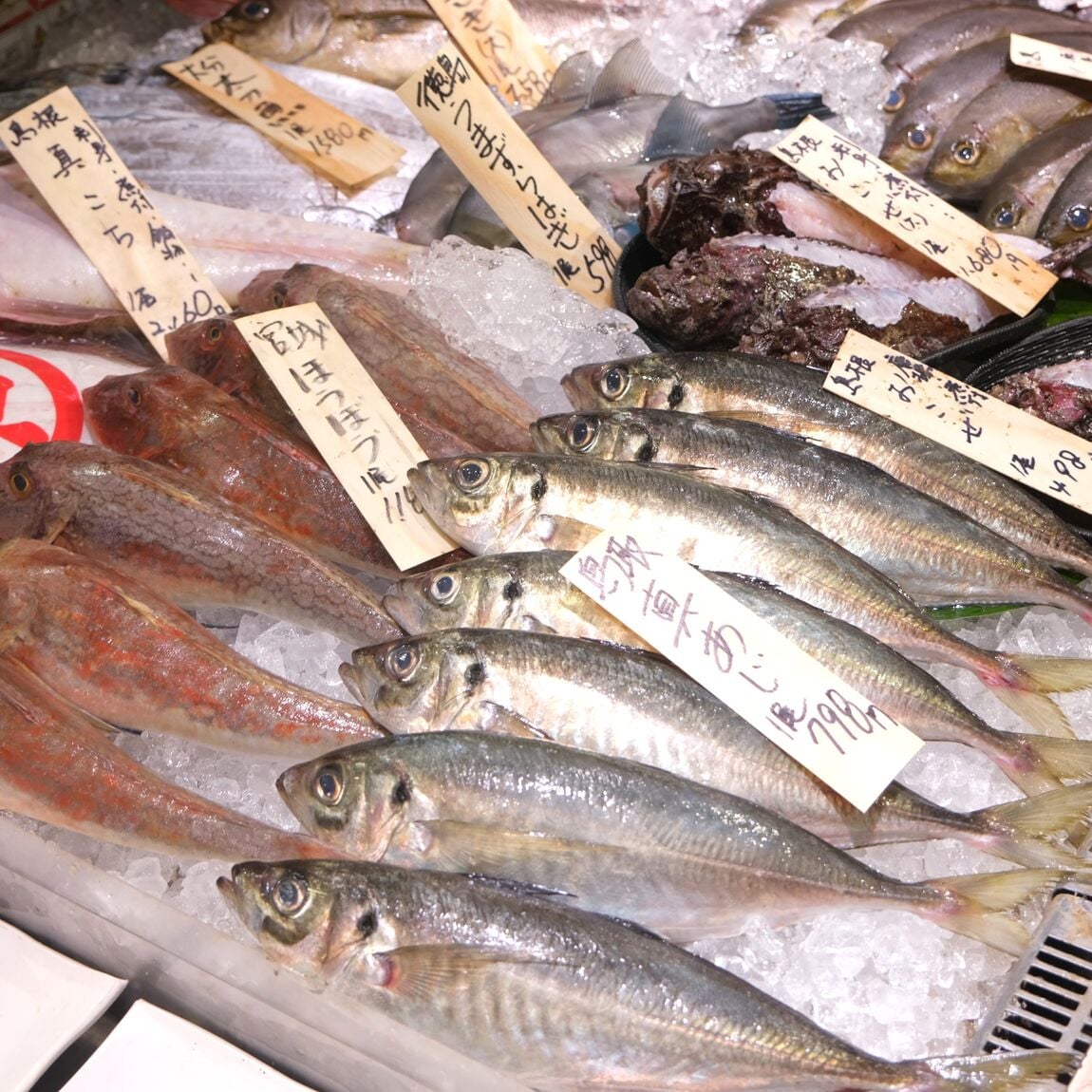 【堺北花田】今日のおすすめは『生するめいか』『剣先いか』｜鮮魚売場から