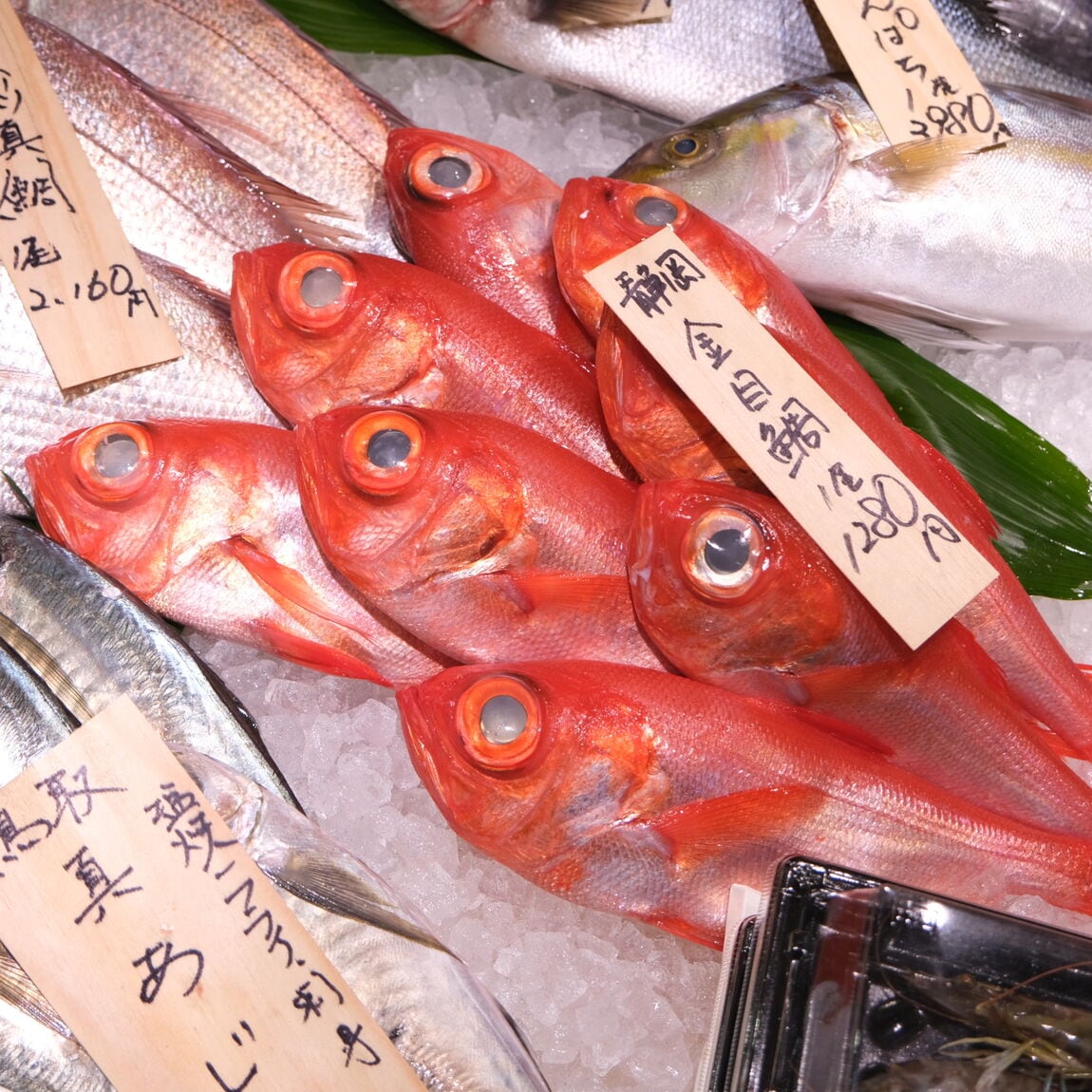 【堺北花田】今日のおすすめは『金目鯛』｜鮮魚売場から