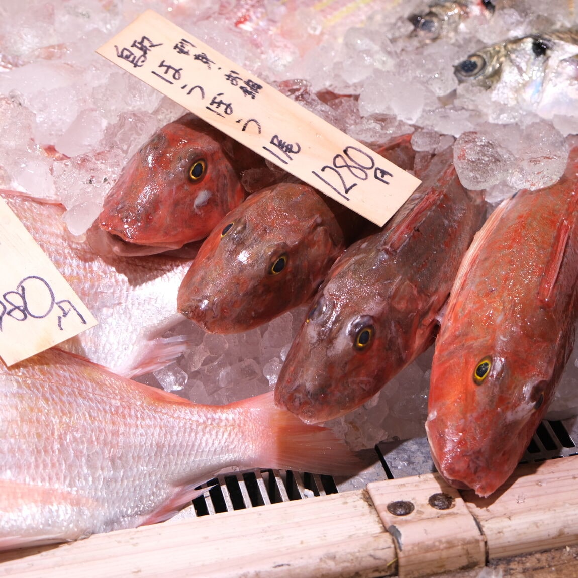 【堺北花田】今日のおすすめは『天然真鯛』｜鮮魚売場から