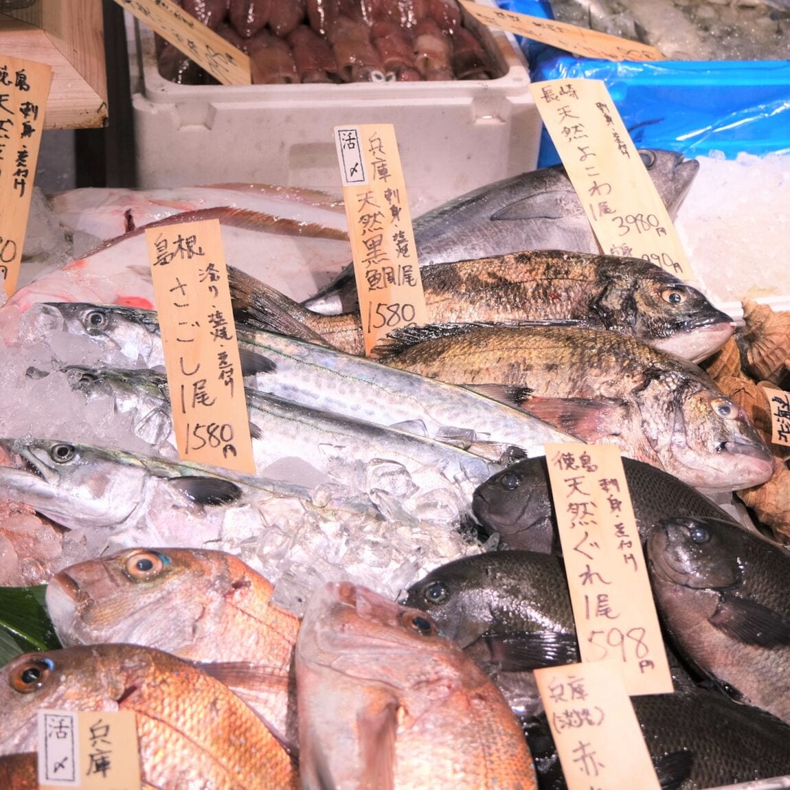 【堺北花田】今日のおすすめは『天然真鯛』｜鮮魚売場から