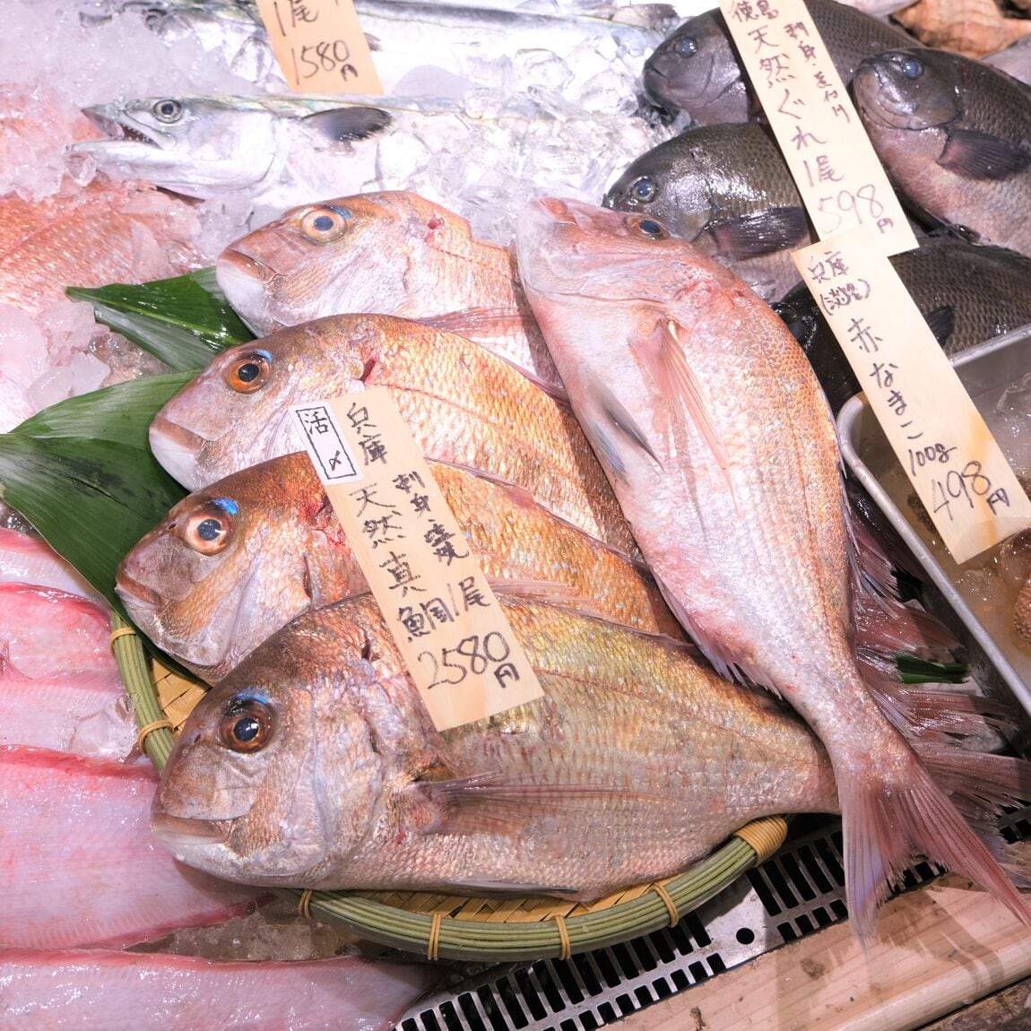 【堺北花田】今日のおすすめは『天然真鯛』｜鮮魚売場から