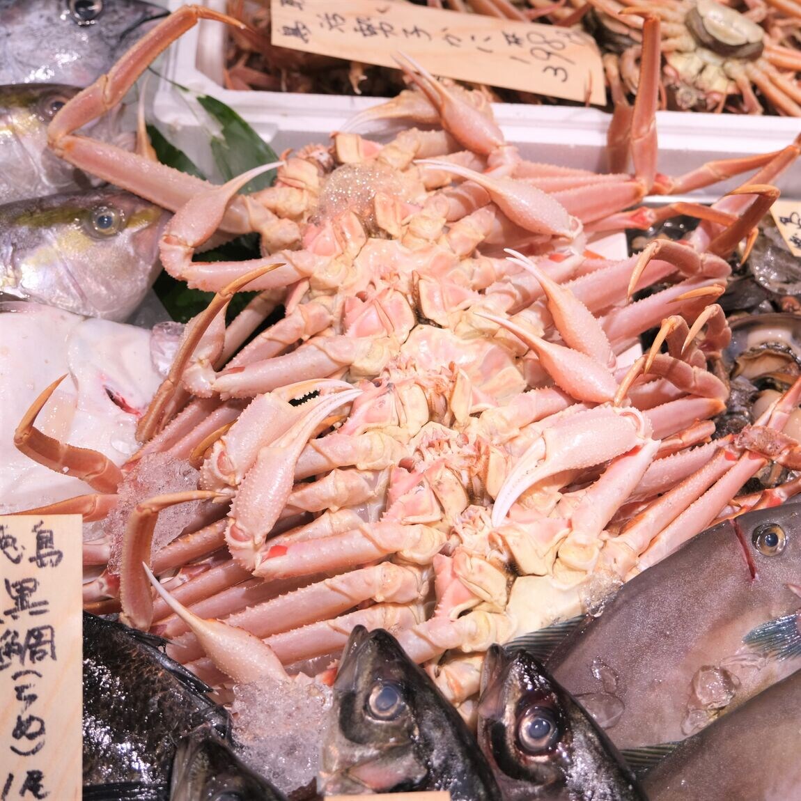 【堺北花田】今日のおすすめは『大ずわいがに』｜鮮魚売場から