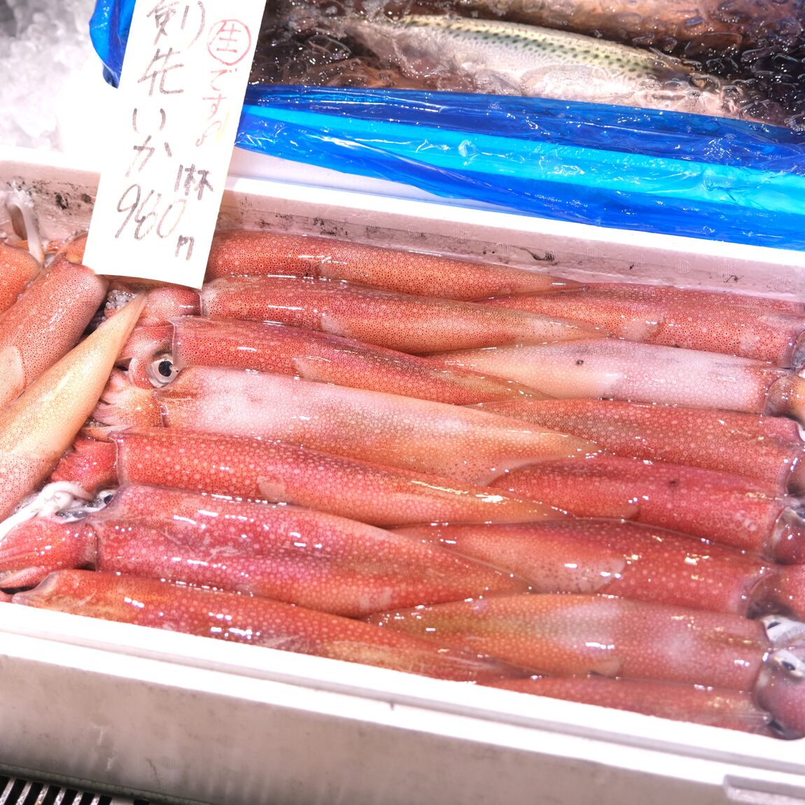 【堺北花田】今日のおすすめは『真あじ』｜鮮魚売場から
