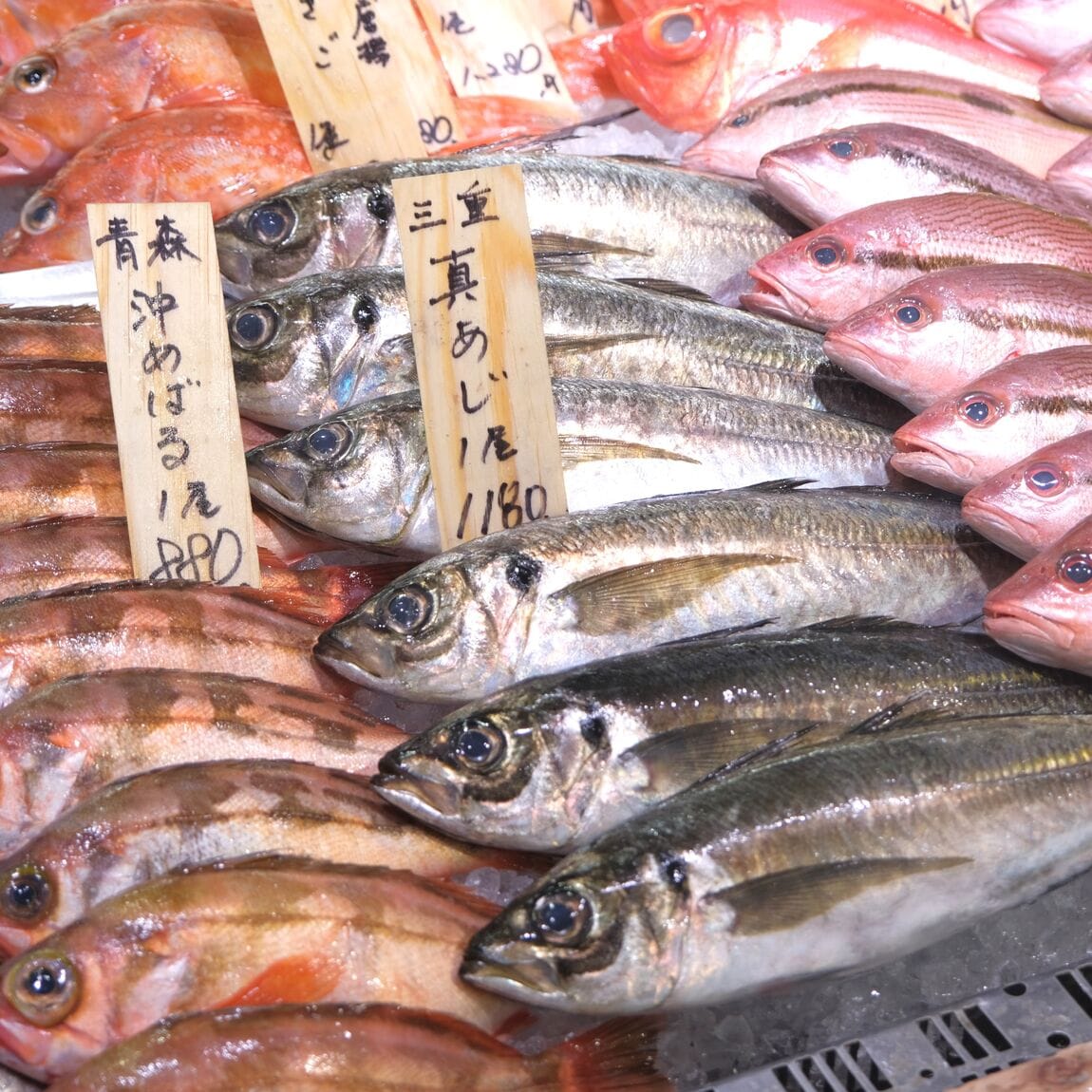 【堺北花田】今日のおすすめは『真あじ』｜鮮魚売場から