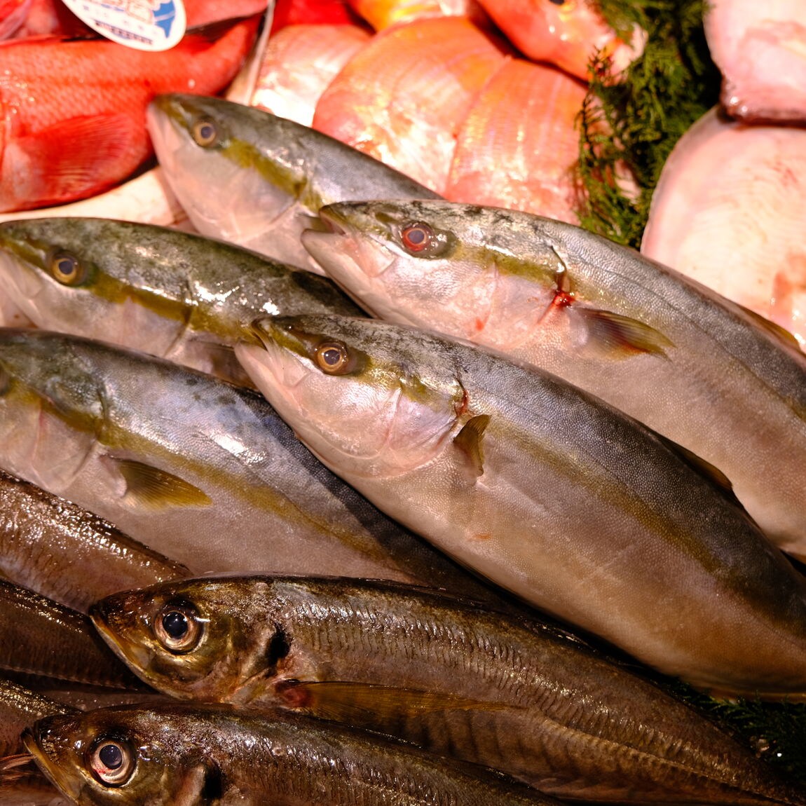 【堺北花田】土曜は魚の日｜鮮魚売場から