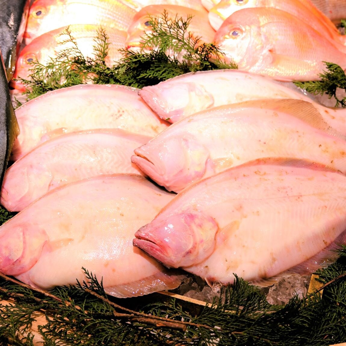 【堺北花田】土曜は魚の日｜鮮魚売場から