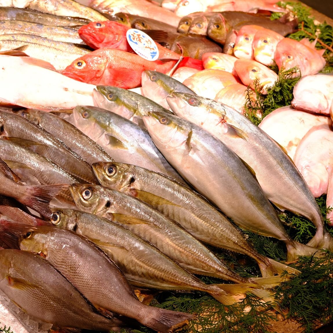【堺北花田】土曜は魚の日｜鮮魚売場から