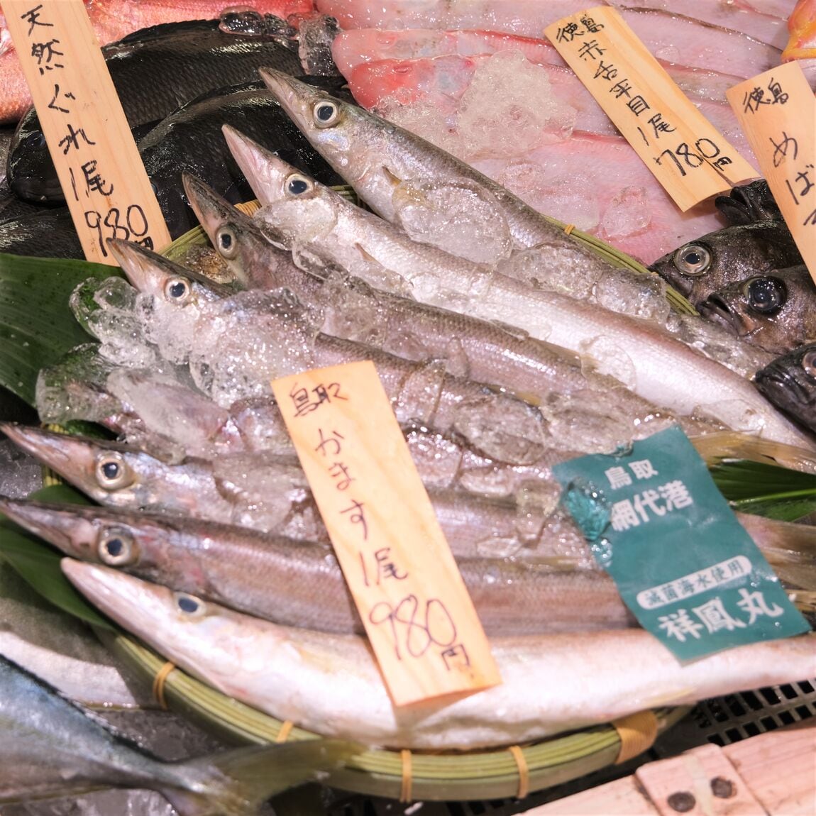 【堺北花田】今日のおすすめは『かます』｜鮮魚売場から