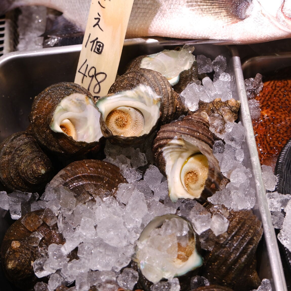 【堺北花田】今日のおすすめは『さざえ』｜鮮魚売場から