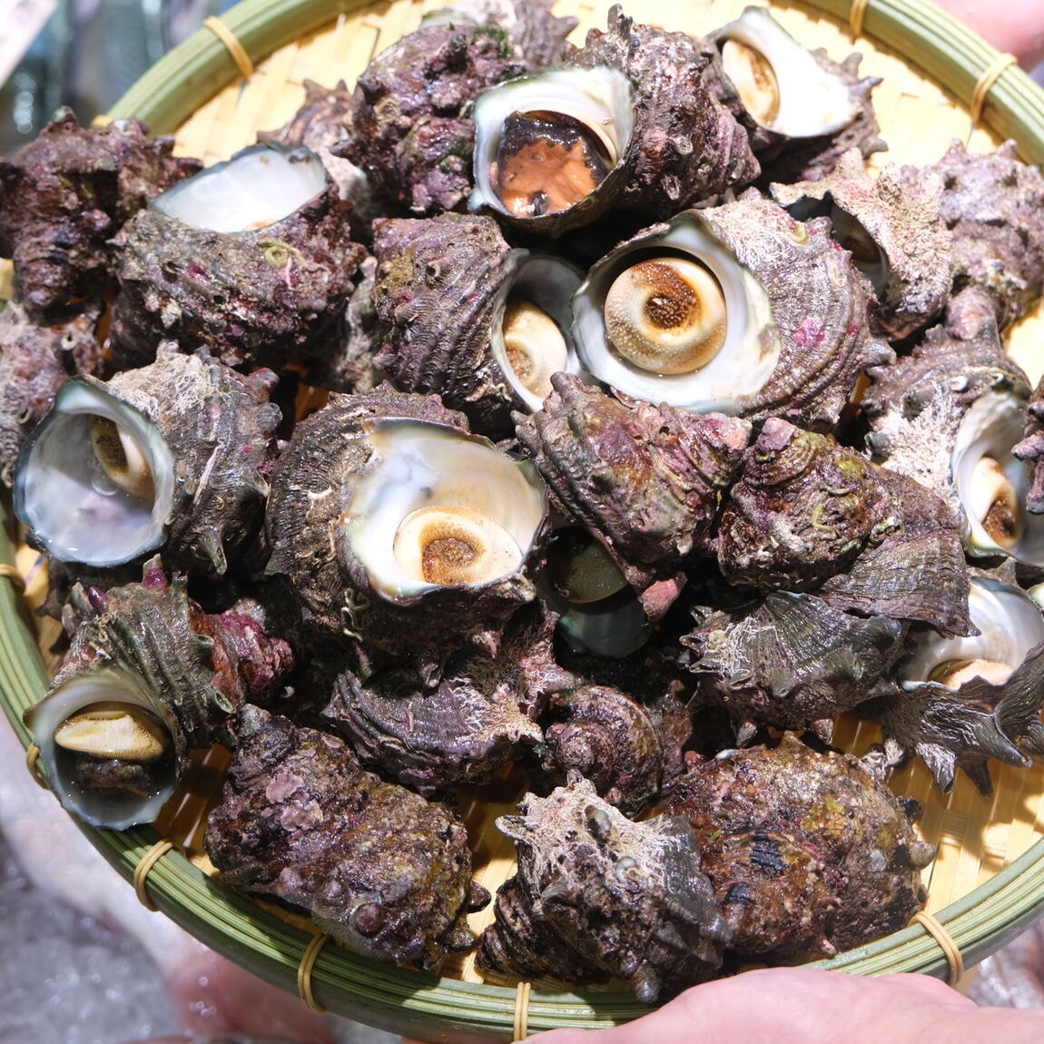 【堺北花田】今日のおすすめは『活さざえ』｜鮮魚売場から_pFd6tA