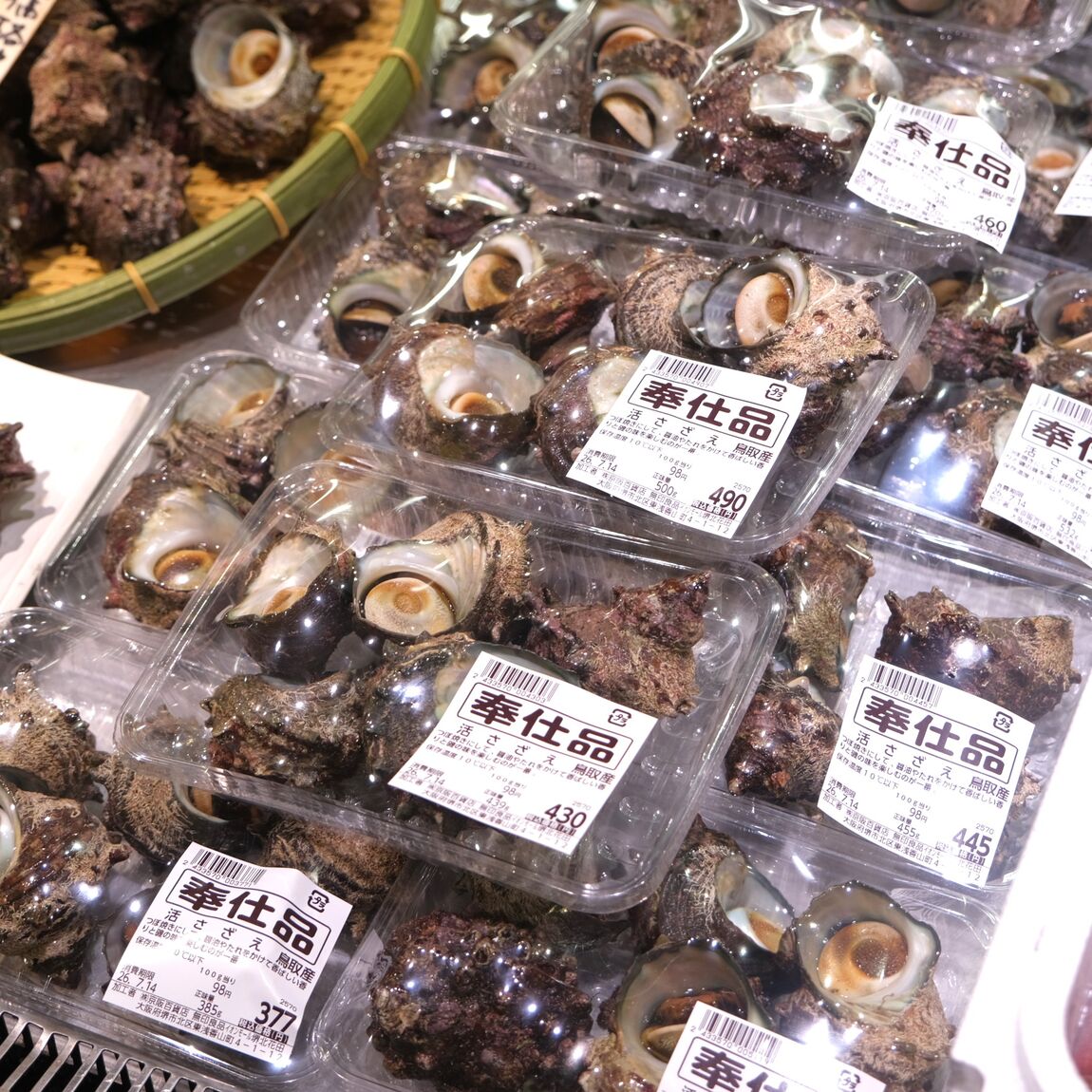 【堺北花田】今日のおすすめは『活さざえ』｜鮮魚売場から_7KNq82