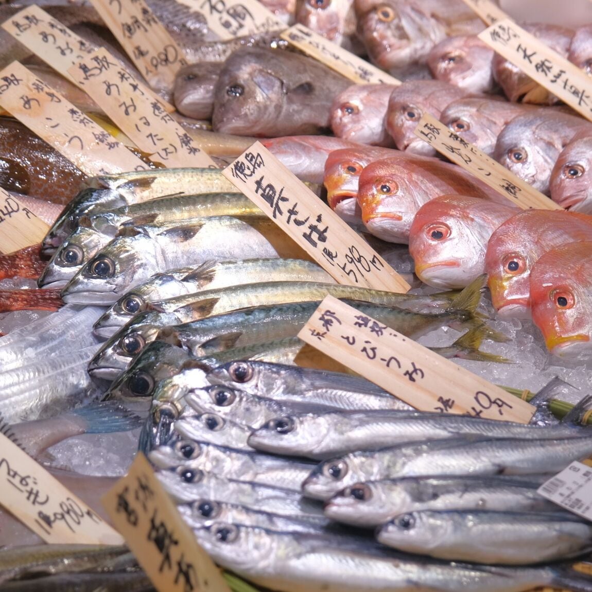 【堺北花田】今日のおすすめは『活さざえ』｜鮮魚売場から_wru8q8