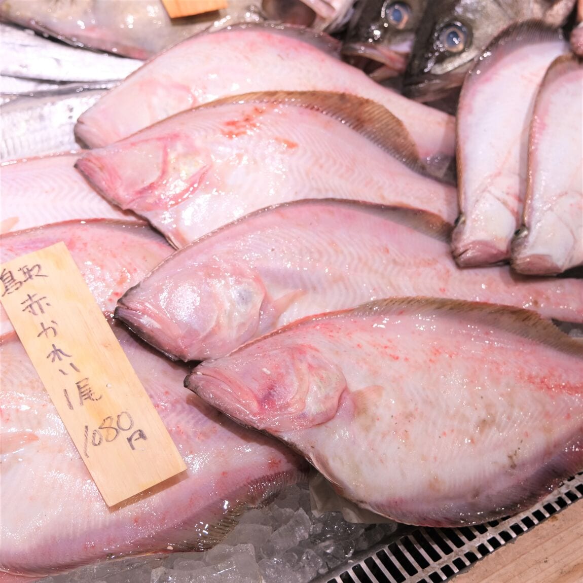 【堺北花田】今日のおすすめは『赤かれい』『えてかれい』｜鮮魚売場から