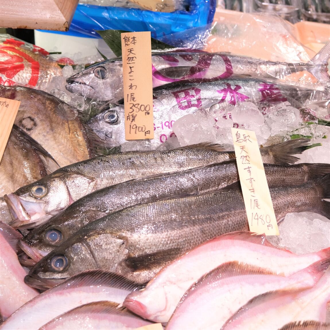 【堺北花田】今日のおすすめは『赤かれい』『えてかれい』｜鮮魚売場から