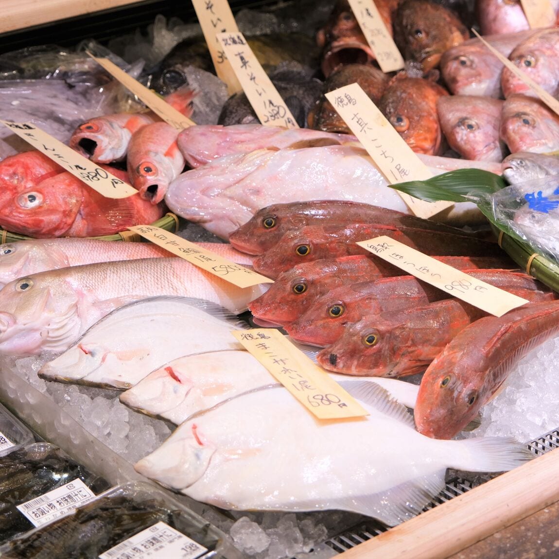 【堺北花田】今日のおすすめは『まなかつお』｜鮮魚売場から