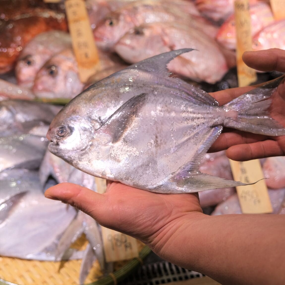 【堺北花田】今日のおすすめは『まなかつお』｜鮮魚売場から