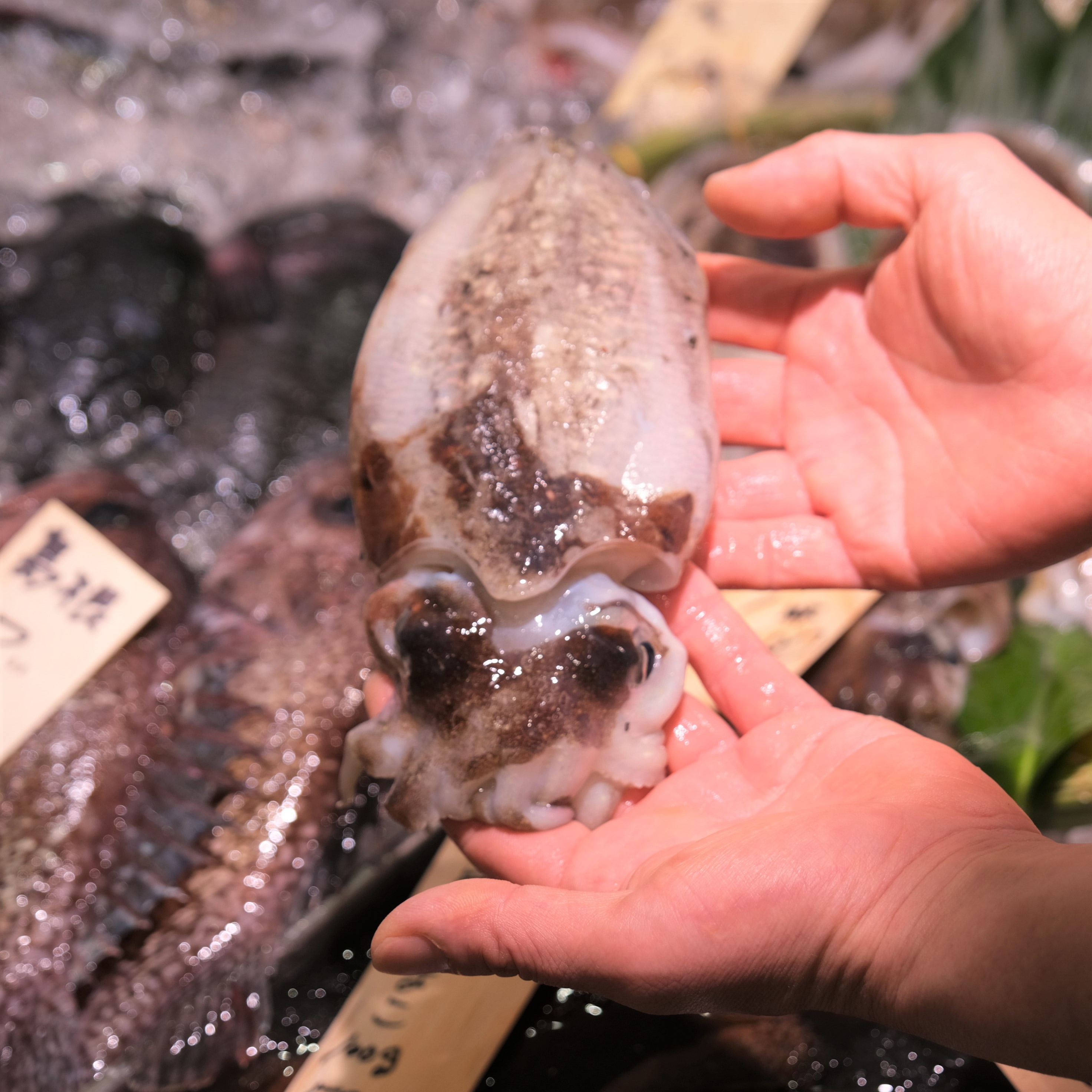 【堺北花田】今日のおすすめは『はりいか』｜鮮魚売場から