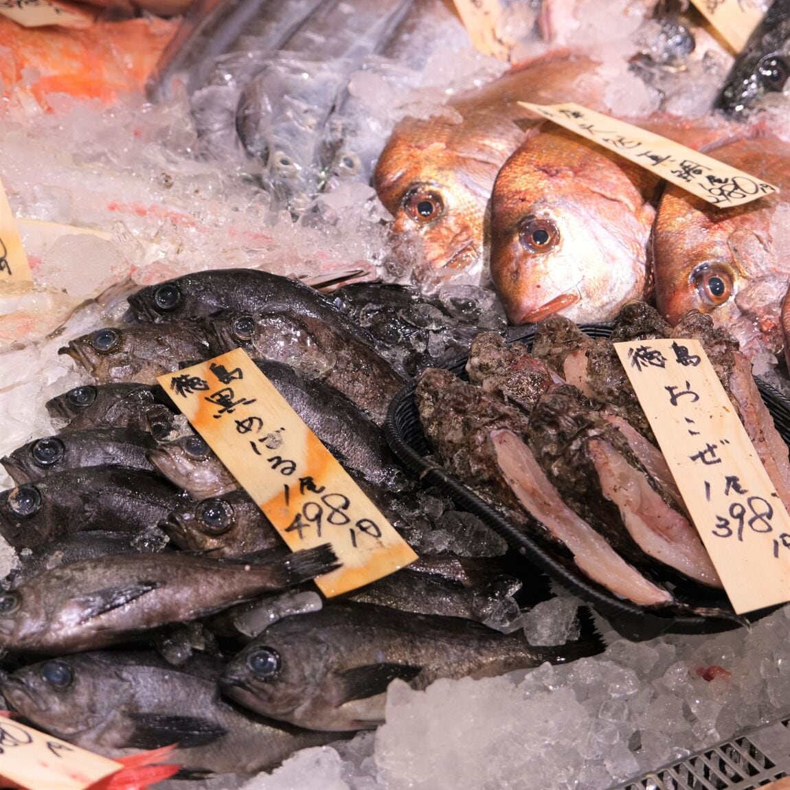 【堺北花田】今日のおすすめは『はりいか』｜鮮魚売場から