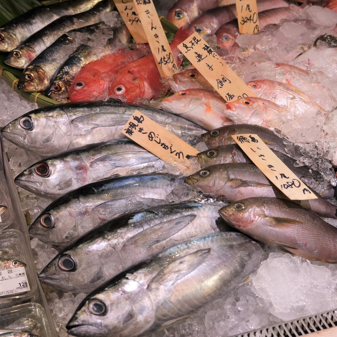 【堺北花田】今日のおすすめは『はりいか』｜鮮魚売場から
